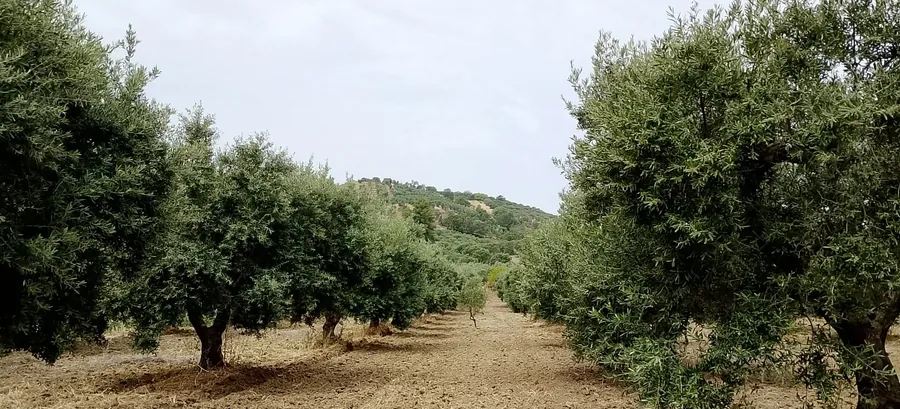 Un filare di olivi dell'azienda, con le colline sullo sfondo