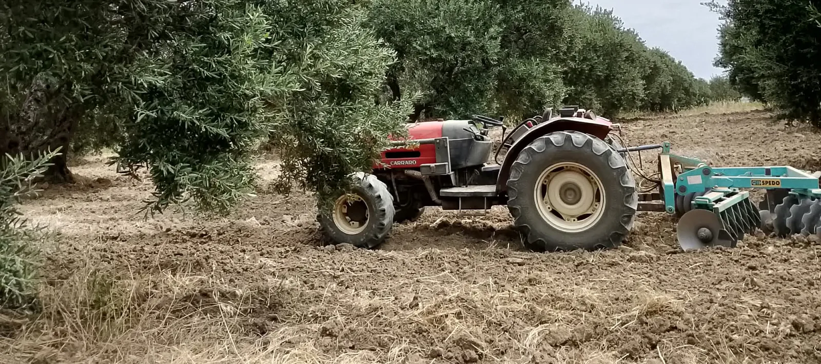 Il trattore al lavoro tra i filari di olivi dell'azienda