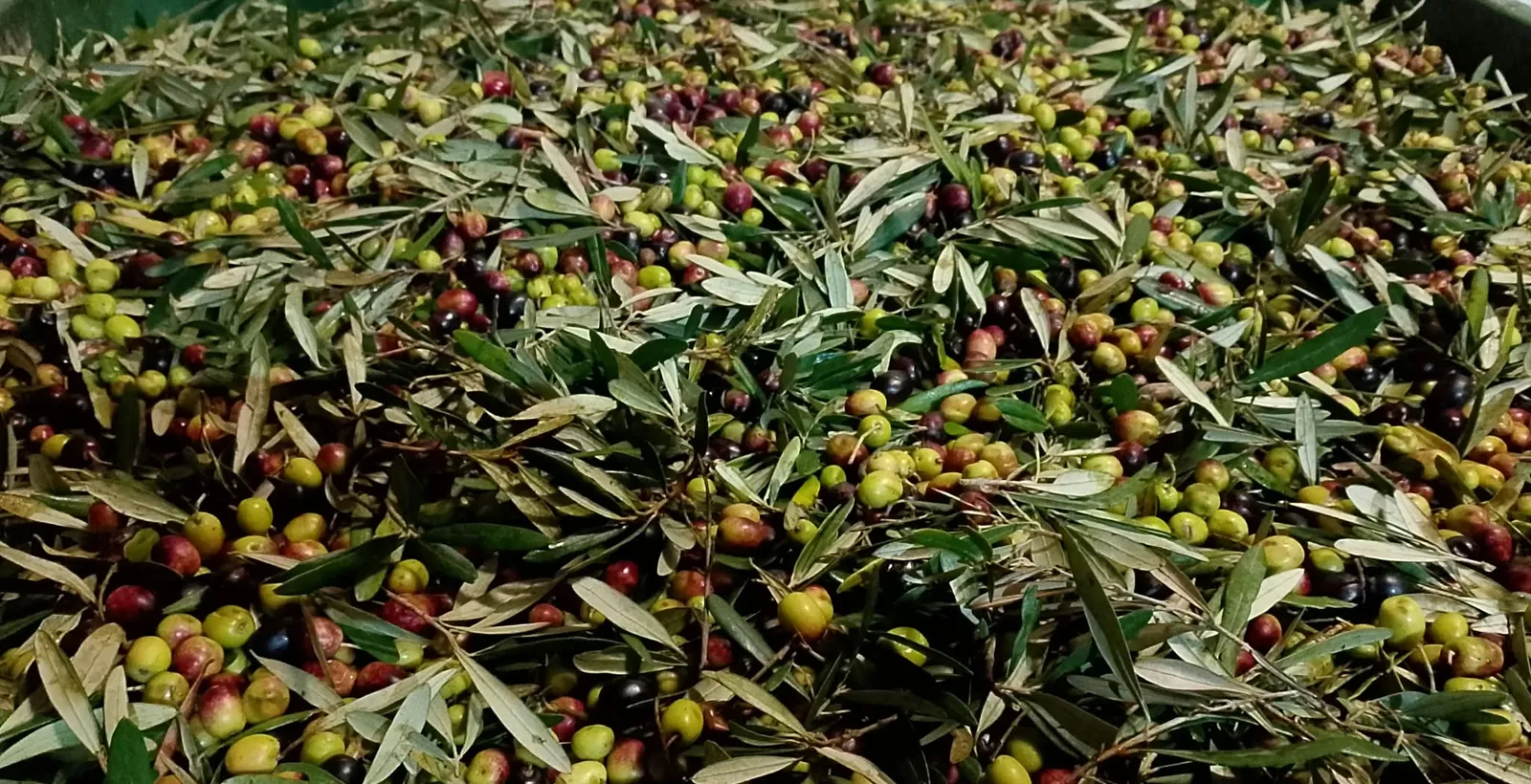 Una cassetta di olive appena raccolte, verdi, rosse e nere, con le foglie